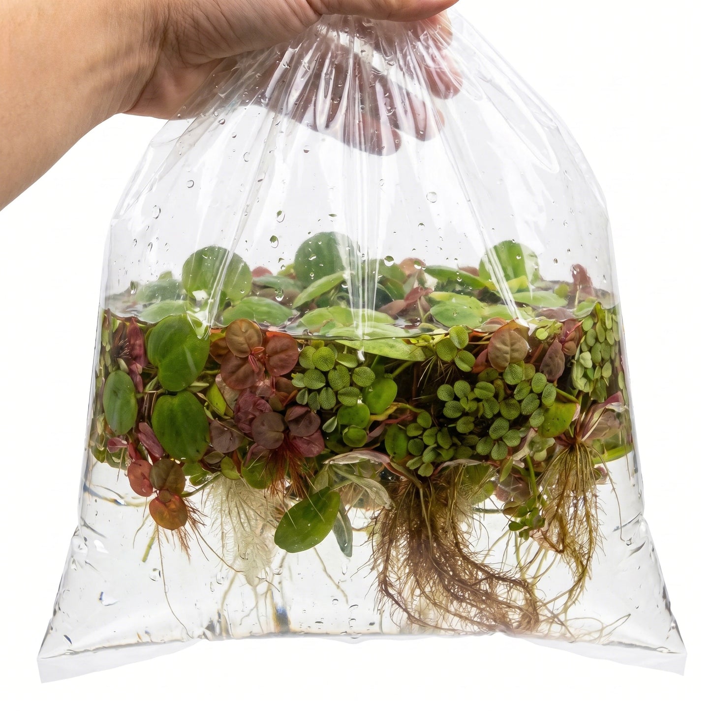 Plantes Flottantes