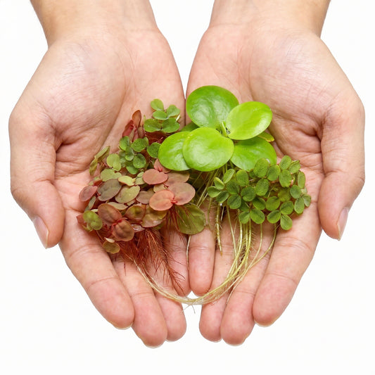 Plantes Flottantes
