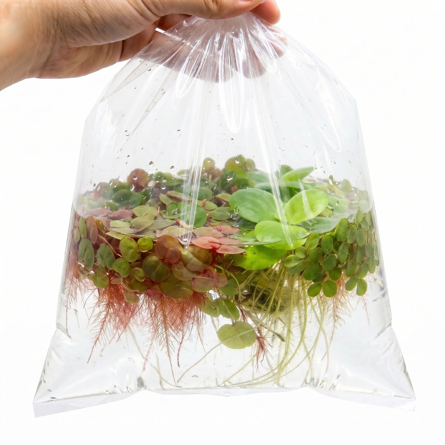 Plantes Flottantes